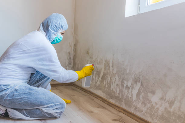 Licensed Mold Remediation service in Saint Augustine, FL - WQB Mold Removal